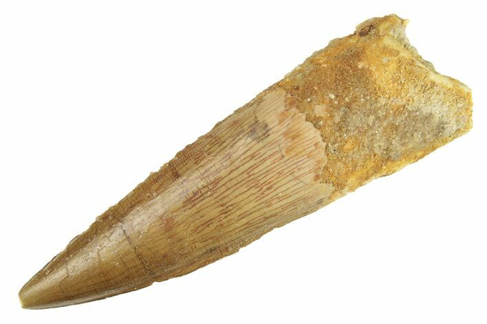Fossil Spinosaurus Tooth - Real Dinosaur Tooth #266036